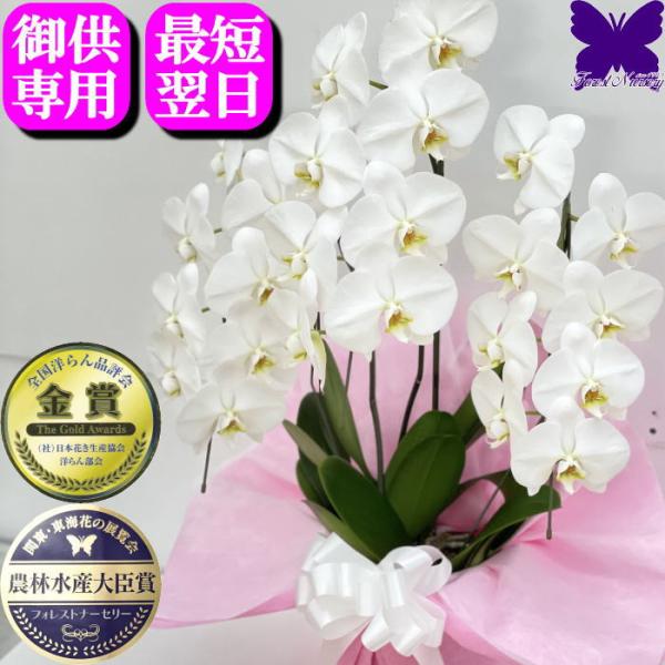 お供え専用  胡蝶蘭 ★クーポン発行中★ お供え 大輪 御供 仏花 供花 新盆 お悔やみ 枕花 白 ...