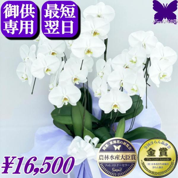 お供え専用 胡蝶蘭 ★クーポン発行中★ お供え 5本立ち  大輪 御供 仏花 供花 新盆 お 悔やみ...