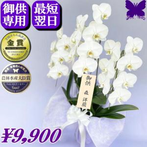 マユハケオモト ピンク花種 赤花 眉刷毛万年青 4.5号鉢 素焼き鉢 苗