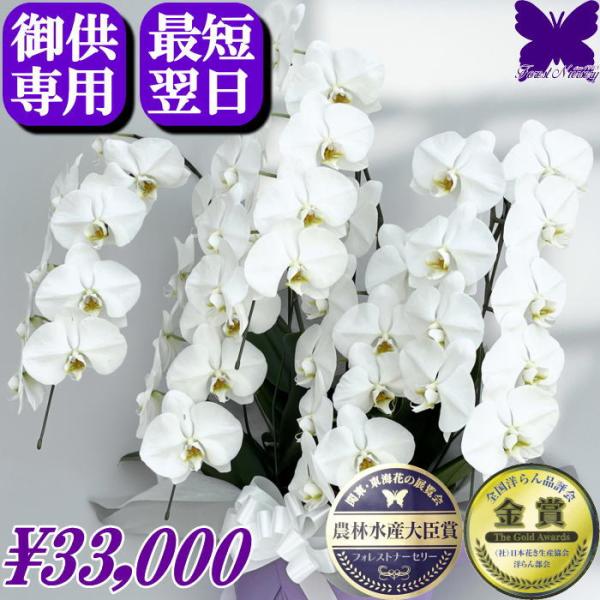 お供え専用 胡蝶蘭 お供え 御供 5本立ち ★2000円OFFクーポン発行中11/30まで★ 仏花 ...