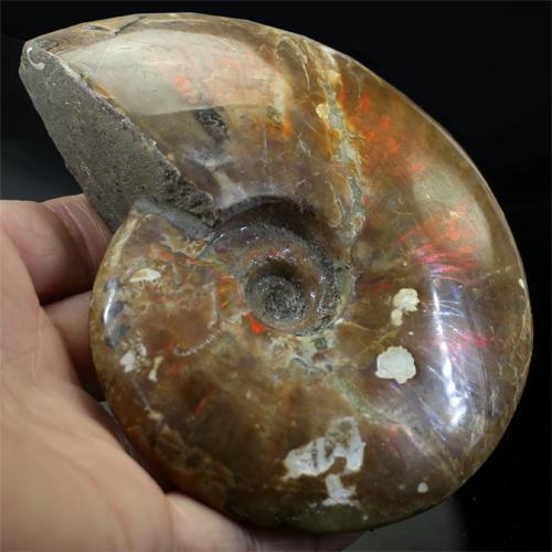 天然石 マダガスカル産 遊色効果 アンモナイト化石 〔D26-72〕