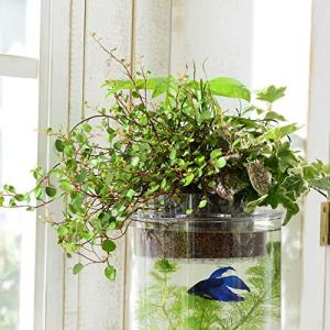 ベタ 水槽 おしゃれ 水槽 の商品一覧 熱帯魚 アクアリウム用品 ペット用品 生き物 通販 Yahoo ショッピング