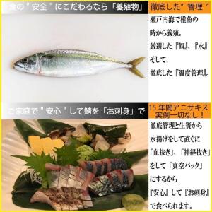 養殖サバの商品一覧 通販 Yahoo ショッピング