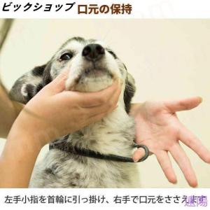 愛犬・愛猫用 歯石取り ペンチ 犬 歯石 デン...の詳細画像5
