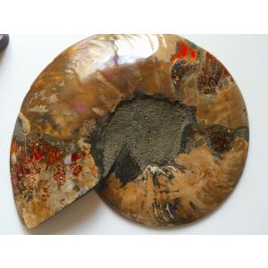 希少種☆三葉虫 アカンソピゲ 超レア！ : 化石・鉱物専門店Fossils