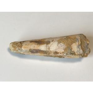 希少種☆三葉虫 アカンソピゲ 超レア！ : 化石・鉱物専門店Fossils