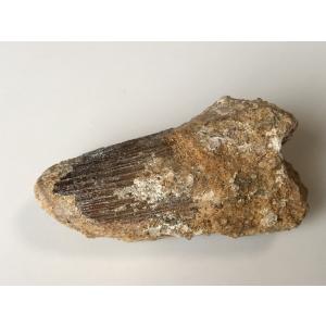 希少種☆三葉虫 アカンソピゲ 超レア！ : 化石・鉱物専門店Fossils