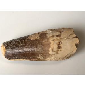 希少種☆三葉虫 アカンソピゲ 超レア！ : 化石・鉱物専門店Fossils