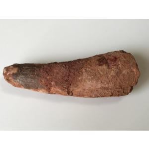 希少種☆三葉虫 アカンソピゲ 超レア！ : 化石・鉱物専門店Fossils