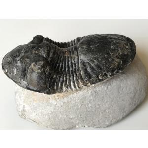 希少種☆三葉虫 アカンソピゲ 超レア！ : 化石・鉱物専門店Fossils