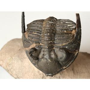 希少種☆三葉虫 アカンソピゲ 超レア！ : 化石・鉱物専門店Fossils