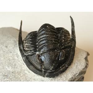 希少種☆三葉虫 アカンソピゲ 超レア！ : 化石・鉱物専門店Fossils