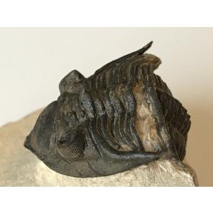 希少種☆三葉虫 アカンソピゲ 超レア！ : 化石・鉱物専門店Fossils
