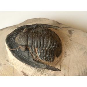 希少種☆三葉虫 アカンソピゲ 超レア！ : 化石・鉱物専門店Fossils