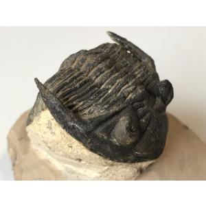 希少種☆三葉虫 アカンソピゲ 超レア！ : 化石・鉱物専門店Fossils