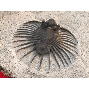 化石標本　オンコプリスティス　超特大　美麗　７５mm 化石標本 オンコプリスティス 超特大 美麗 75mm 化石標本 オンコ