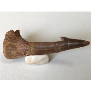 希少種☆三葉虫 アカンソピゲ 超レア！ : 化石・鉱物専門店Fossils