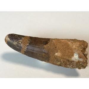 ☆肉食恐竜「スピノサウルスの歯」化石 125．1mm 大迫力のサイズ