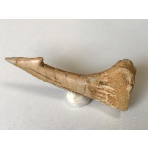 希少種☆三葉虫 アカンソピゲ 超レア！ : 化石・鉱物専門店Fossils