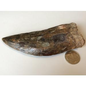 希少種☆三葉虫 アカンソピゲ 超レア！ : 化石・鉱物専門店Fossils