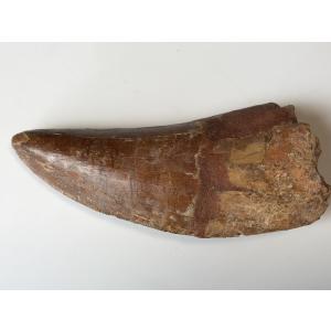 ☆肉食恐竜「カルカロドントサウルスの歯」化石 96．0mm : 化石