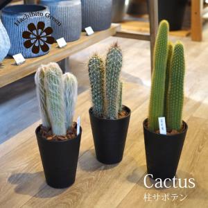 柱サボテン 8号鉢サイズ 鉢植え 観葉植物 ミニ インテリアグリーン
