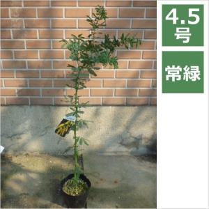 アカシア ミモザ 4.5号 13.5cm / 花苗・花木｜frants