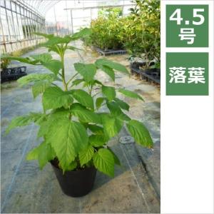 ラズベリー 苗 常緑樹の植木 庭木 の商品一覧 花 ガーデニング 通販 Yahoo ショッピング