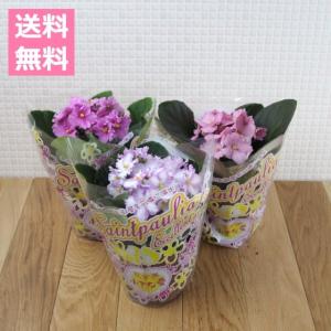 インテリアグリーン専門店 Frants セントポーリア 鉢花 寄せ植え Yahoo ショッピング