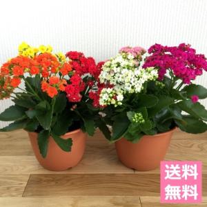 (送料無料) 八重咲き カランコエ ローズフラワー 5.5号 3色寄せ鉢え