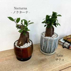 (一部地域送料無料) ガジュマル 幹太タイプ ...の詳細画像4