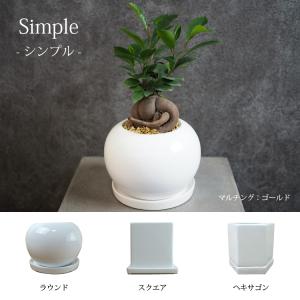(一部地域送料無料) ガジュマル 幹太タイプ ...の詳細画像5