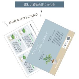 (一部地域送料無料) ソフォラ リトルベイビー...の詳細画像5