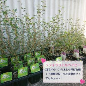 (一部地域送料無料) ソフォラ リトルベイビー...の詳細画像4