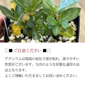 (一部地域送料無料) 選べる品種 アデニウム ...の詳細画像5
