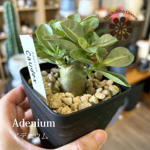 【数量限定】一部地域送料無料 選べる品種 アデニウム 3号 / 観葉植物・ソコトラナム・アラビカム・オベスム・ソマレンセ