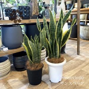 (一部地域送料無料) サンスベリア ローレンチー 5〜6号 観葉植物 / ギフト プレゼント 新築祝い 室内観葉植物
