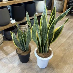 (一部地域送料無料) サンスベリア ローレンチ...の詳細画像1