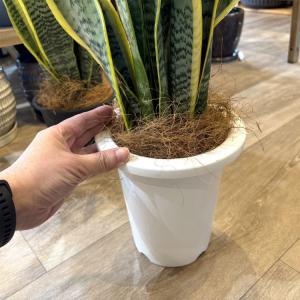 (一部地域送料無料) サンスベリア ローレンチ...の詳細画像2