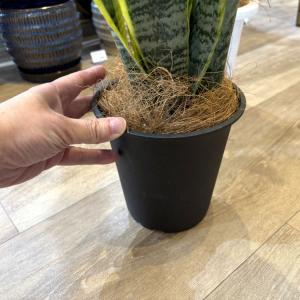 (一部地域送料無料) サンスベリア ローレンチ...の詳細画像3