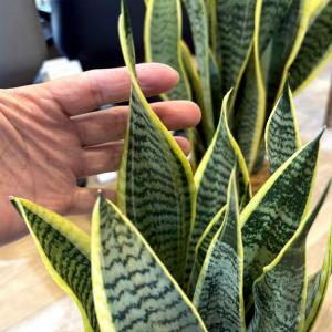 (一部地域送料無料) サンスベリア ローレンチ...の詳細画像4