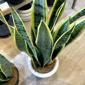 (一部地域送料無料) サンスベリア ローレンチ...の詳細画像5