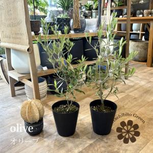 現品 観葉植物 アロエ ディコトマ 8号鉢 大型 多肉植物 大株 aloe