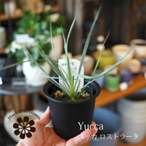【数量限定】一部地域送料無料 ユッカ ロストラー...の商品画像
