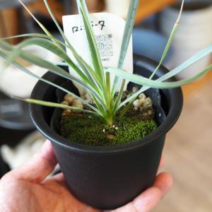 【数量限定】一部地域送料無料 ユッカ ロストラ...の詳細画像1
