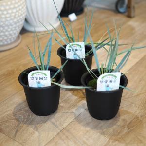 【数量限定】一部地域送料無料 ユッカ ロストラ...の詳細画像2