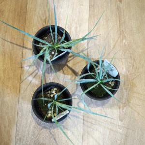 【数量限定】一部地域送料無料 ユッカ ロストラ...の詳細画像3