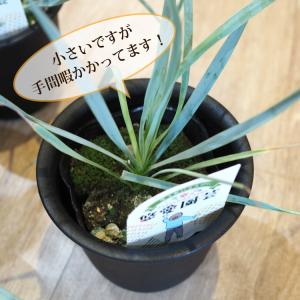 【数量限定】一部地域送料無料 ユッカ ロストラ...の詳細画像5