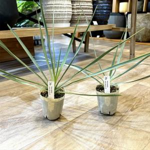 【数量限定】一部地域送料無料 ユッカ ロストラ...の詳細画像4