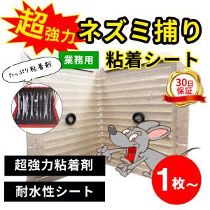 ネズミ捕り 粘着シート ネズミ駆除 業務用 1枚 超強力 耐水 駆除 ねずみ捕り